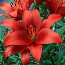 Лилия Brianza (Брианца) 3шт. в упаковке