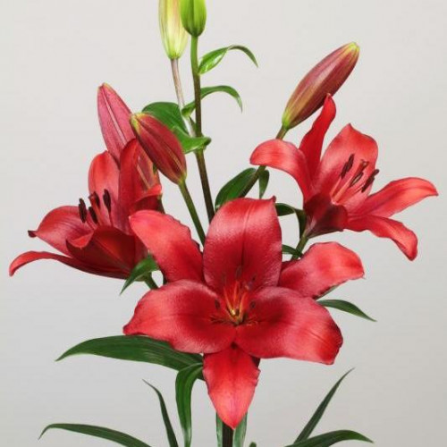 Лилия Brianza (Брианца) 3шт. в упаковке Лилия Brianza (Брианца) 3шт. в упаковке