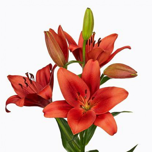 Лилия Brianza (Брианца) 3шт. в упаковке Лилия Brianza (Брианца) 3шт. в упаковке