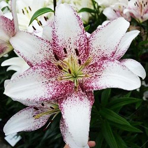 Лилия ЛА гибрид Sweet Zanika (Свит Заника) 3шт. в упаковке Лилия ЛА гибрид Sweet Zanika (Свит Заника) 3шт. в упаковке