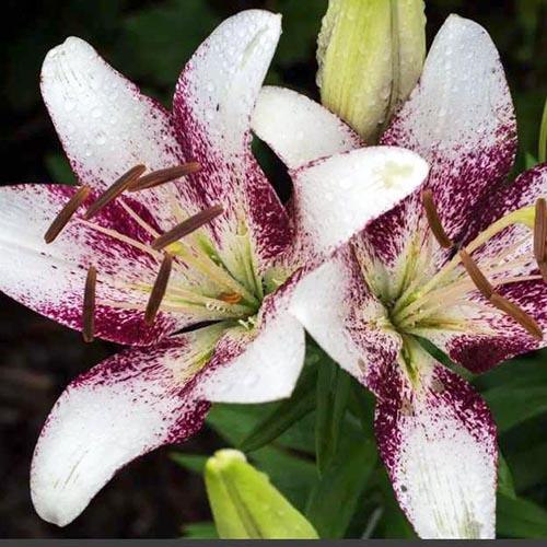 Лилия ЛА гибрид Sweet Zanika (Свит Заника) 3шт. в упаковке Лилия ЛА гибрид Sweet Zanika (Свит Заника) 3шт. в упаковке