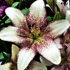 Лилия ЛА гибрид Sweet Zanika (Свит Заника) 3шт. в упаковке