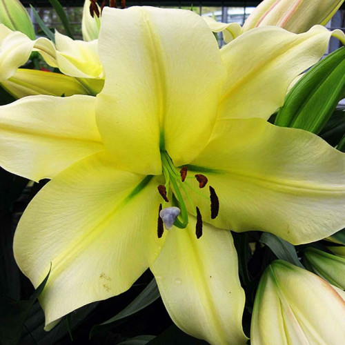 Лилия ОТ гибрид Big Brother (Биг Бразер) 3шт. в упаковке Лилия ОТ гибрид Big Brother (Биг Бразер) 3шт. в упаковке