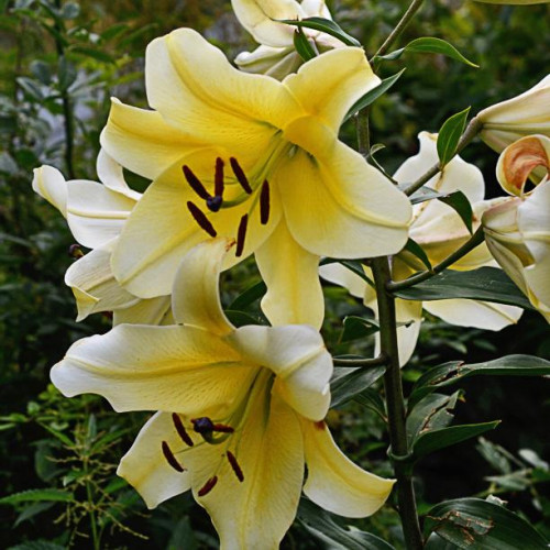 Лилия ОТ гибрид Big Brother (Биг Бразер) 3шт. в упаковке Лилия ОТ гибрид Big Brother (Биг Бразер) 3шт. в упаковке