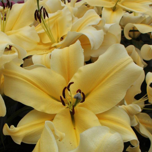 Лилия ОТ гибрид Big Brother (Биг Бразер) 3шт. в упаковке Лилия ОТ гибрид Big Brother (Биг Бразер) 3шт. в упаковке