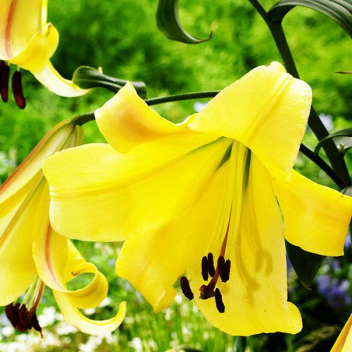 Лилия ОТ гибрид Rising Moon (Райзинг Мун) 3шт. в упаковке Лилия ОТ гибрид Rising Moon (Райзинг Мун) 3шт. в упаковке