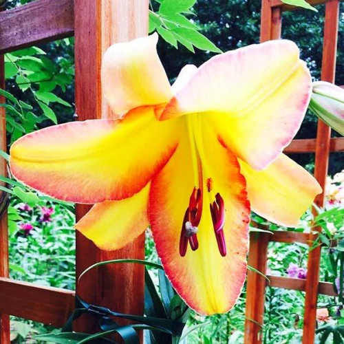 Лилия ОТ гибрид Rising Moon (Райзинг Мун) 3шт. в упаковке Лилия ОТ гибрид Rising Moon (Райзинг Мун) 3шт. в упаковке