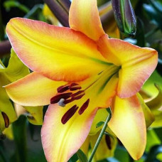 Лилия ОТ гибрид Rising Moon (Райзинг Мун) 3шт. в упаковке