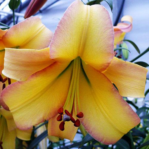 Лилия ОТ гибрид Rising Moon (Райзинг Мун) 3шт. в упаковке Лилия ОТ гибрид Rising Moon (Райзинг Мун) 3шт. в упаковке