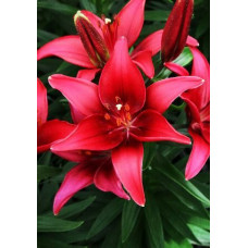 Лилия азиатская Tini Ghost (Тайни Гост) 3шт. в упаковке