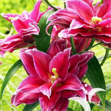 Лилия махровая восточная Grand Amur (Гранд Амур) 3шт. в упаковке