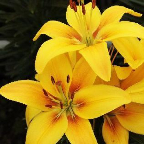 Лилия азиатская Solar Joy (Солар Джой) 3шт. в упаковке Лилия азиатская Solar Joy (Солар Джой) 3шт. в упаковке