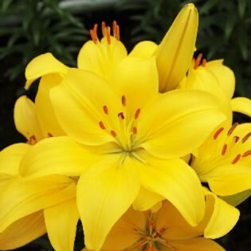 Лилия азиатская Solar Joy (Солар Джой) 3шт. в упаковке Лилия азиатская Solar Joy (Солар Джой) 3шт. в упаковке