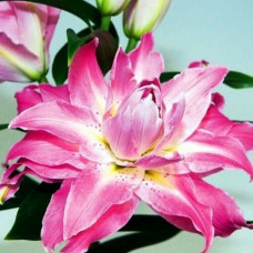 Лилия восточная Twyford (Твифорд) 3шт. в упаковке