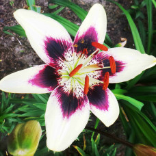 Лилия биколор азиатская Patricia's Pride (Патриция Прайд) 3шт. в упаковке