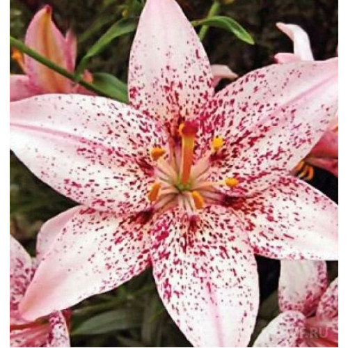 Лилия Океан Бриз 3шт. в упаковке Лилия Океан Бриз 3шт. в упаковке