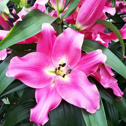 Лилия ОТ гибрид Salzburg 16/18 (Зальцбург 16/18) 3шт. в упаковке Лилия ОТ гибрид Salzburg 16/18 (Зальцбург 16/18) 3шт. в упаковке