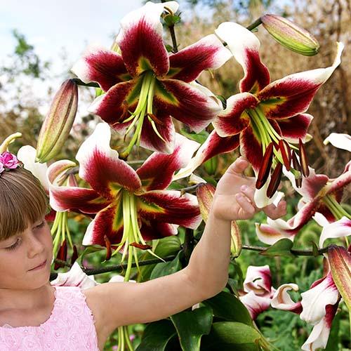 Лилия ОТ гибрид Lesley Woodriff (Лесли Вудриф) 3шт. в упаковке Лилия ОТ гибрид Lesley Woodriff (Лесли Вудриф) 3шт. в упаковке