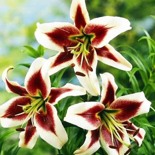 Лилия ОТ гибрид Lesley Woodriff (Лесли Вудриф) 3шт. в упаковке Лилия ОТ гибрид Lesley Woodriff (Лесли Вудриф) 3шт. в упаковке