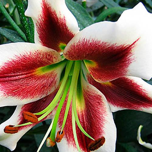 Лилия ОТ гибрид Lesley Woodriff (Лесли Вудриф) 3шт. в упаковке Лилия ОТ гибрид Lesley Woodriff (Лесли Вудриф) 3шт. в упаковке