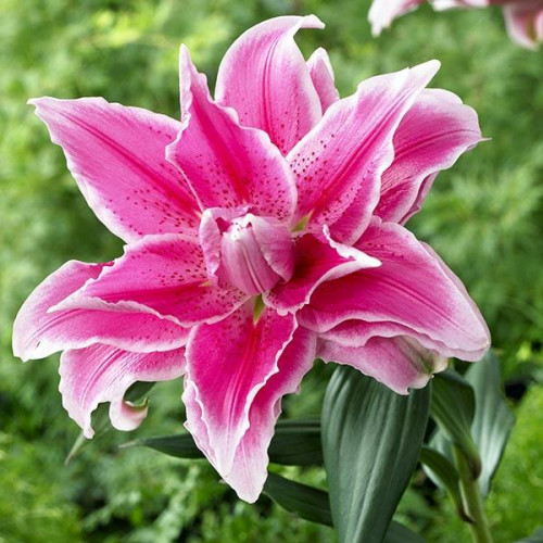 Лилия махровая восточная Roselily Isabella (Розели Изабелла) 3шт. в упаковке Лилия махровая восточная Roselily Isabella (Розели Изабелла) 3шт. в упаковке