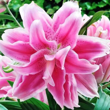 Лилия махровая восточная Roselily Isabella (Розели Изабелла) 3шт. в упаковке