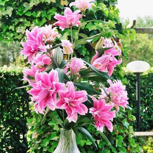 Лилия махровая восточная Roselily Isabella (Розели Изабелла) 3шт. в упаковке Лилия махровая восточная Roselily Isabella (Розели Изабелла) 3шт. в упаковке