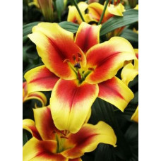 Лилия Флавия 3шт. в упаковке