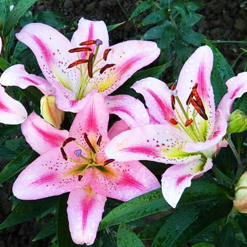 Лилия восточная Big Edition (Биг Эдишн) 3шт. в упаковке Лилия восточная Big Edition (Биг Эдишн) 3шт. в упаковке