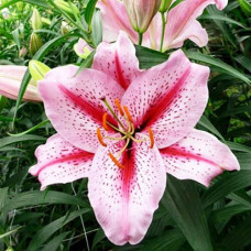 Лилия восточная Big Edition (Биг Эдишн) 3шт. в упаковке