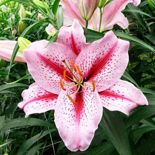 Лилия восточная Big Edition (Биг Эдишн) 3шт. в упаковке Лилия восточная Big Edition (Биг Эдишн) 3шт. в упаковке