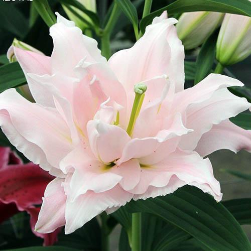 Лилия махровая восточная Amistad (Амистад) 3шт. в упаковке Лилия махровая восточная Amistad (Амистад) 3шт. в упаковке