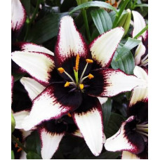 Лилия Блек Ай 3шт. в упаковке