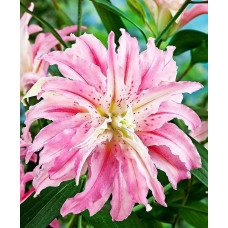 Лилия махровая восточная Broken Heart (Брокен Херт) 3шт. в упаковке