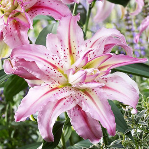 Лилия махровая восточная Broken Heart (Брокен Херт) 3шт. в упаковке Лилия махровая восточная Broken Heart (Брокен Херт) 3шт. в упаковке