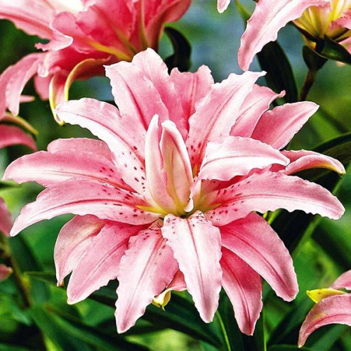 Лилия махровая восточная Broken Heart (Брокен Херт) 3шт. в упаковке Лилия махровая восточная Broken Heart (Брокен Херт) 3шт. в упаковке