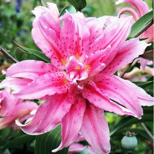 Лилия махровая восточная Broken Heart (Брокен Херт) 3шт. в упаковке Лилия махровая восточная Broken Heart (Брокен Херт) 3шт. в упаковке