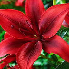 Лилия азиатская Black Out (Блек Аут) 3шт. в упаковке