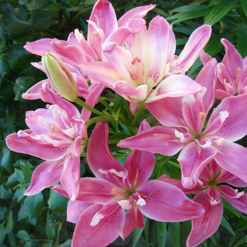 Лилия азиатская Candy Blossom (Кэнди Блоссом) 3шт. в упаковке Лилия азиатская Candy Blossom (Кэнди Блоссом) 3шт. в упаковке