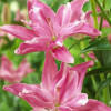 Лилия азиатская Candy Blossom (Кэнди Блоссом) 3шт. в упаковке Лилия азиатская Candy Blossom (Кэнди Блоссом) 3шт. в упаковке