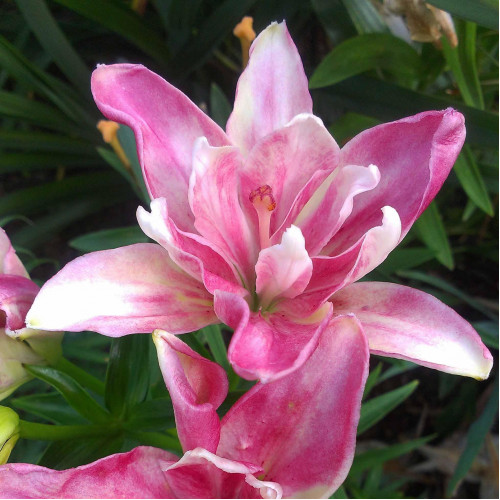 Лилия азиатская Candy Blossom (Кэнди Блоссом) 3шт. в упаковке Лилия азиатская Candy Blossom (Кэнди Блоссом) 3шт. в упаковке