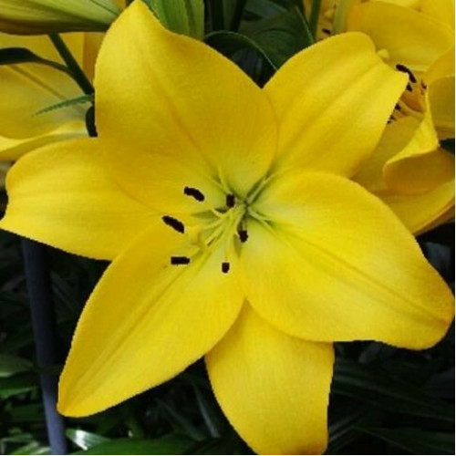 Лилия ЛА гибрид Malesco (Малеско) 3шт. в упаковке Лилия ЛА гибрид Malesco (Малеско) 3шт. в упаковке