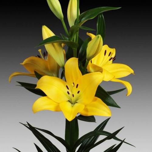 Лилия ЛА гибрид Malesco (Малеско) 3шт. в упаковке Лилия ЛА гибрид Malesco (Малеско) 3шт. в упаковке