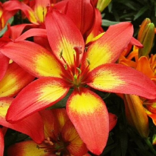 Лилия азиатская Majestic Joy (Маджестик Джой) 3шт. в упаковке Лилия азиатская Majestic Joy (Маджестик Джой) 3шт. в упаковке