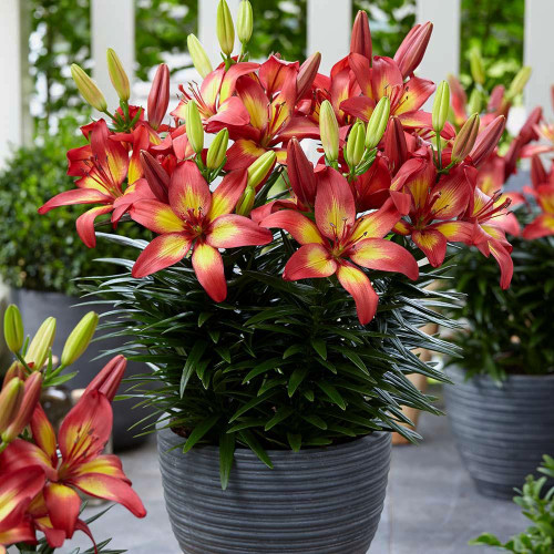 Лилия азиатская Majestic Joy (Маджестик Джой) 3шт. в упаковке Лилия азиатская Majestic Joy (Маджестик Джой) 3шт. в упаковке