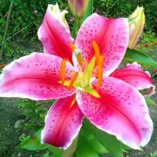 Лилия восточная Acapulco (Акапулько) 3шт. в упаковке