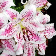 Лилия восточная Madelaine (Маделейн) 3шт. в упаковке