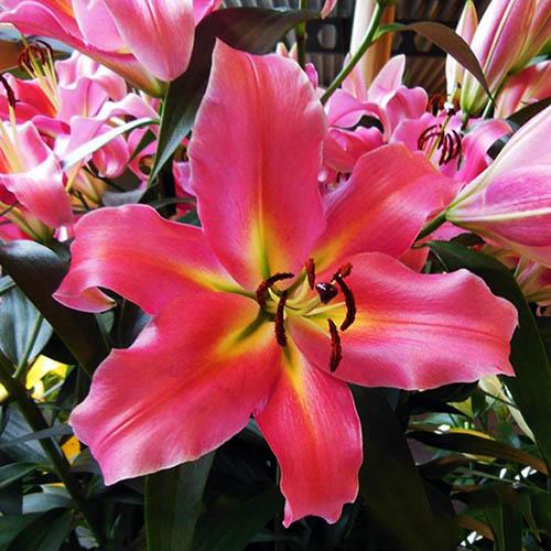 Лилия ОТ гибрид Aventino (Авентино) 3шт. в упаковке Лилия ОТ гибрид Aventino (Авентино) 3шт. в упаковке