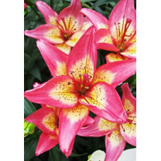 Лилия Элегант Джой 3шт. в упаковке