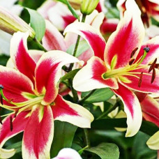 Лилия ОТ гибрид Sucinto (Суцинто) 3шт. в упаковке
